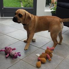 Blanding af racer Balther (Puggle)