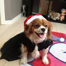 Blanding af racer Charlie