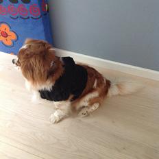 Blanding af racer Charlie