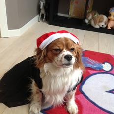 Blanding af racer Charlie