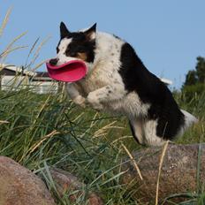 Border collie Tia - 12 år