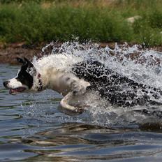 Border collie Tia - 12 år