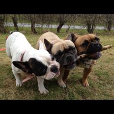 Fransk bulldog Nougat