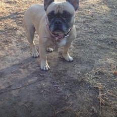 Fransk bulldog Nougat