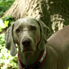 Blanding af racer Freja (R. I. P. )??