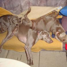 Blanding af racer Millie R.I.P. 16/9/2012