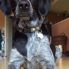 Blanding af racer Alou