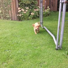 Nova scotia duck tolling retriever Millle