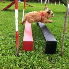 Griffon bruxellois Frida