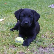 Labrador retriever Tøffe