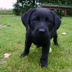 Labrador retriever Tøffe