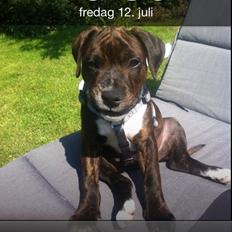 Staffordshire bull terrier KAY