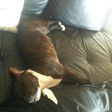 Staffordshire bull terrier KAY