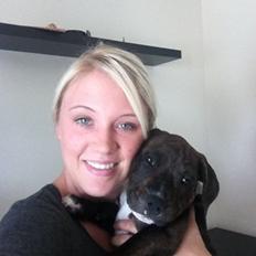 Staffordshire bull terrier KAY