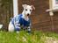 Whippet Kiwi - Mai 2013