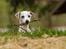 Whippet Kiwi - Mai 2013