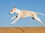 Whippet Kiwi - Mai 2013