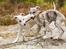 Whippet Kiwi - Mai 2013