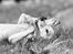 Whippet Kiwi - Mai 2013