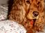 Cocker spaniel Cindy