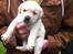 Labrador retriever Zeus