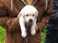 Labrador retriever Zeus