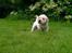 Labrador retriever Zeus