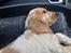 Cocker spaniel Karlo