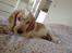 Cocker spaniel Karlo