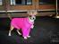 Chihuahua CH. Gorchi Dasher "Dexter" - Dexter i fuld kostume til Præmieren på Legally Blond: The Musical på Fredericia Teater.