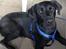 Labrador retriever Balou