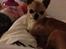 Chihuahua Frontrunners Ready To Play - Ready - Velkommen til Ready's profil:)