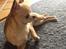 Chihuahua Frontrunners Ready To Play - Ready - Smukke Ready<3