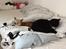 Chihuahua Frontrunners Ready To Play - Ready - Ready's gode katte ven Oscar:)