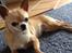 Chihuahua Frontrunners Ready To Play - Ready - Nyder Solen<3