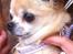 Chihuahua Frontrunners Ready To Play - Ready - På Tur:)
