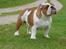 Engelsk bulldog malcom's Maroon Meringue - Arthur - Flotte Arthur