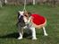 Engelsk bulldog malcom's Maroon Meringue - Arthur - Arthur Champion!