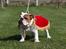 Engelsk bulldog malcom's Maroon Meringue - Arthur