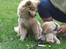 Finsk lapphund Lejoncrona Ecco