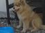Finsk lapphund Lejoncrona Ecco