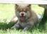 Finsk lapphund Lejoncrona Ecco