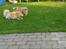 Finsk lapphund Lejoncrona Ecco