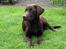 Labrador retriever Ronja