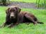 Labrador retriever Ronja - Velkommen til Ronja's profil.

Billede: Mig.