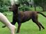 Labrador retriever Ronja