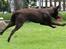 Labrador retriever Ronja
