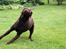 Labrador retriever Ronja - En meget ivrig Ronja, som hurtigt er efter bamsen.

Billede: Mig.