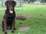 Labrador retriever Ronja
