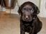 Labrador retriever Ronja - Ronja som helt lille.
17 Februar 2013.